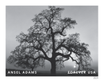 2024 Ansel Adams Stamps