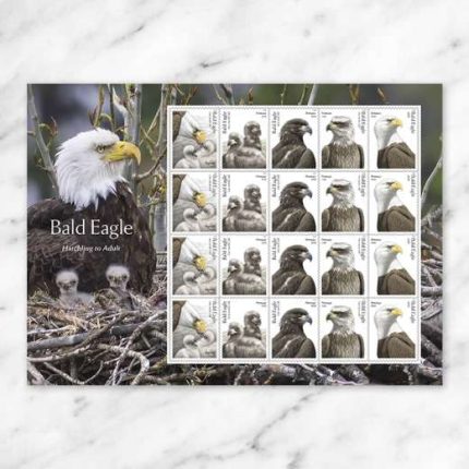 2026 Bald Eagle: Hatchling to Adult Forever Stamps – 100 Stamps