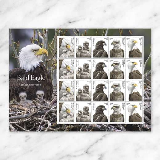 2026 Bald Eagle: Hatchling to Adult Forever Stamps – 100 Stamps